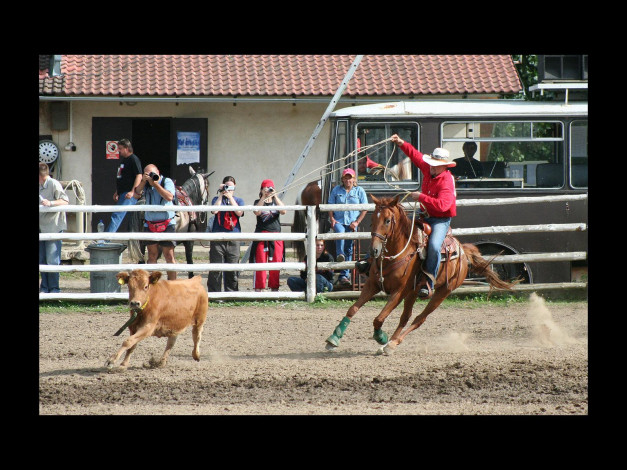 Обои картинки фото спорт, конный