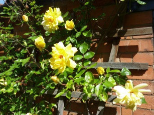 Картинка цветы розы плетистая желтая роза