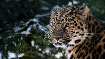 Картинка животные леопарды морда хищник кошка амурский леопард
