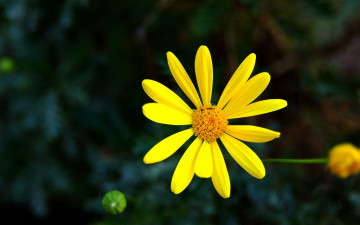 Картинка цветы желтый цветок