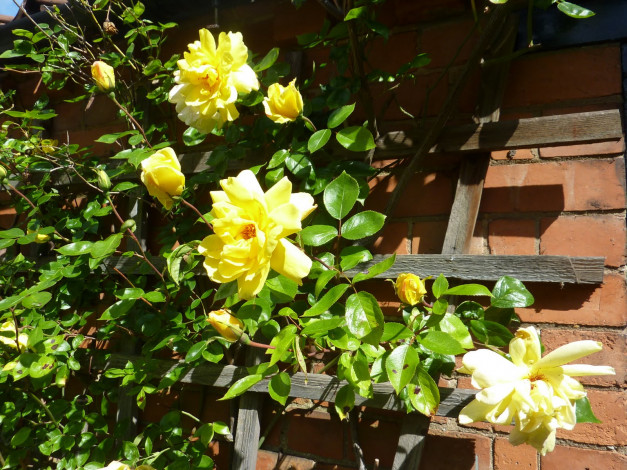 Обои картинки фото цветы, розы, плетистая, желтая, роза