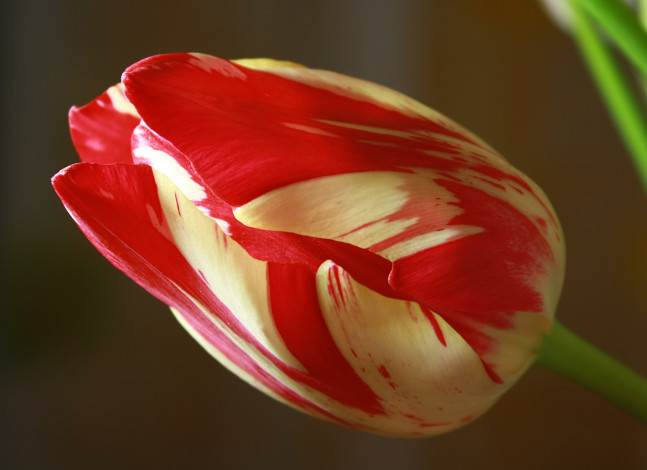 Обои картинки фото цветы, тюльпаны, бутон, макро