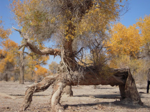 Картинка природа деревья дерево осень
