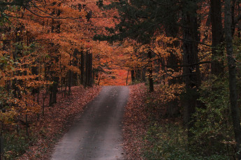 обоя природа, дороги, дорога, осень, лес