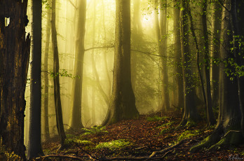 Картинка природа лес деревья свет