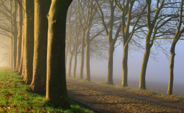 Картинка природа дороги дорога поле деревья туман