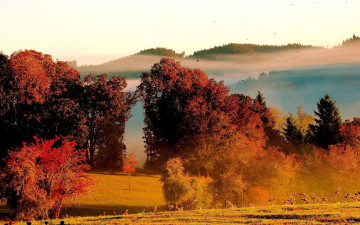Картинка autumn природа деревья осень лес утро туман горы
