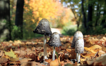 Картинка наверно для бони природа грибы листья осень