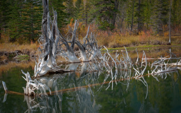 Картинка природа реки озера дерево озеро гладь лес вода сухое