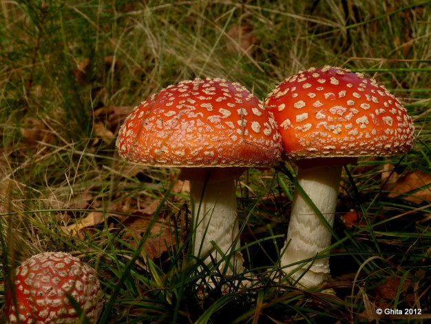 Обои картинки фото природа, грибы, мухомор, трава