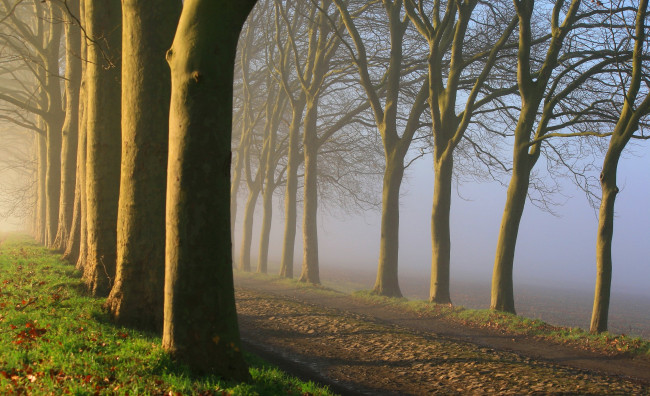 Обои картинки фото природа, дороги, дорога, поле, деревья, туман