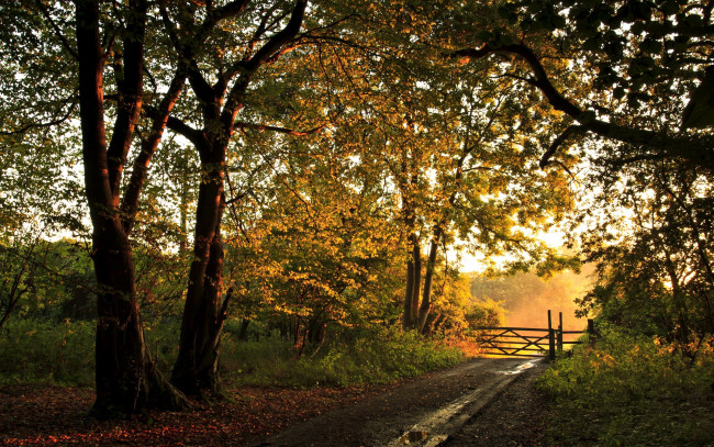 Обои картинки фото природа, дороги, осень, рассвет, лес, дорога, калитка