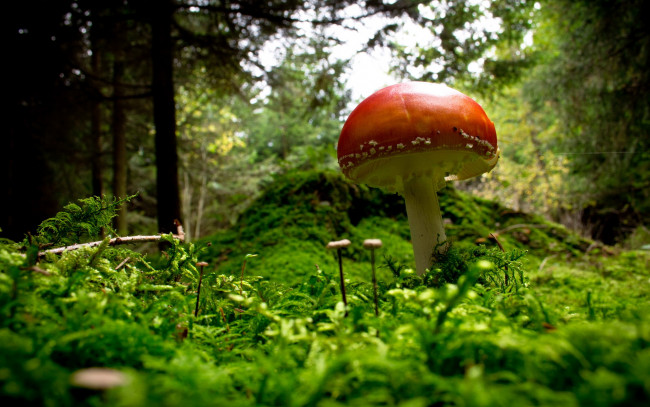 Обои картинки фото природа, грибы, мухомор, лес, трава