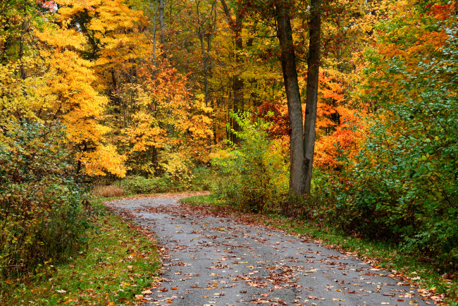 Обои картинки фото природа, дороги, дорога, кусты, осень, лес