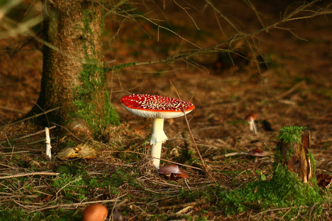 Обои картинки фото природа, грибы, мухомор, лес