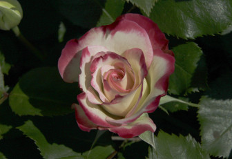 Картинка цветы розы leaves petals bud rose цветение листья лепестки бутон роза blossoms