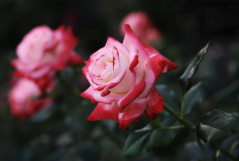 Картинка цветы розы листья лепестки цветение розовая роза