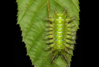 Картинка животные гусеницы зелёная шипастая гусеница лист макро itchydogimages