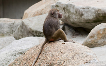 Картинка животные обезьяны обезьяна камни
