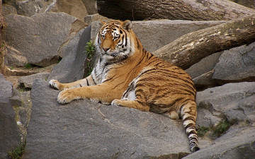 Картинка животные тигры взгляд