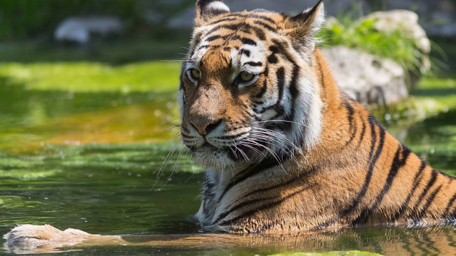 Обои картинки фото животные, тигры, отдых, вода, взгляд