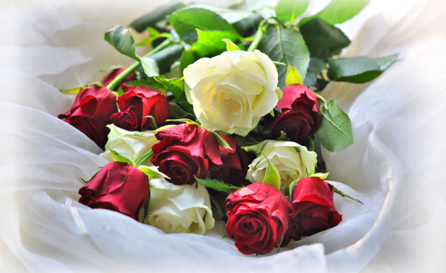 Обои картинки фото цветы, розы, белый, красный, бутоны