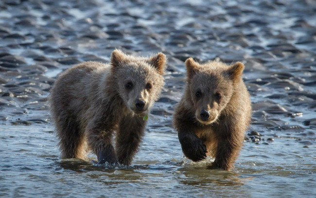 Обои картинки фото животные, медведи, вода, медвежата