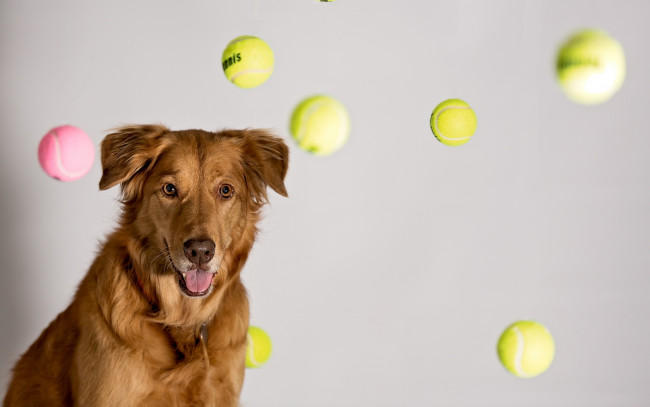 Обои картинки фото животные, собаки, dreams, ball, tennis