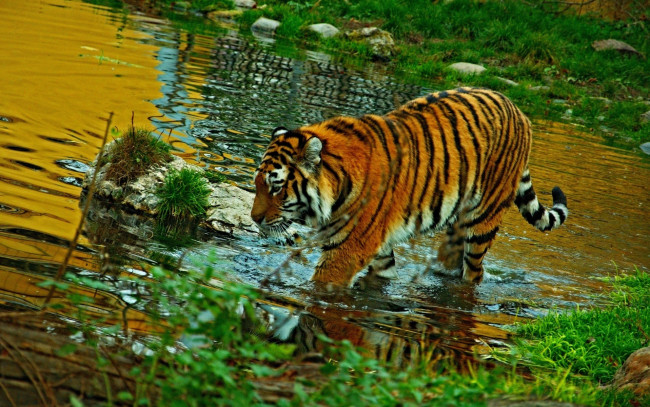 Обои картинки фото животные, тигры, полосатый, вода, взгляд