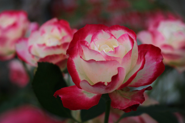 Обои картинки фото цветы, розы, розовая, бутон, цветение, роза, лепестки