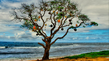 Картинка природа деревья дерево море берег украшения