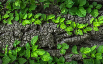 Картинка природа листья зеленые дерево кора