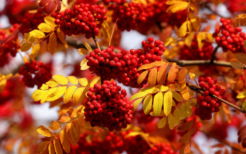 Картинка природа Ягоды +рябина осень ветки листья рябина
