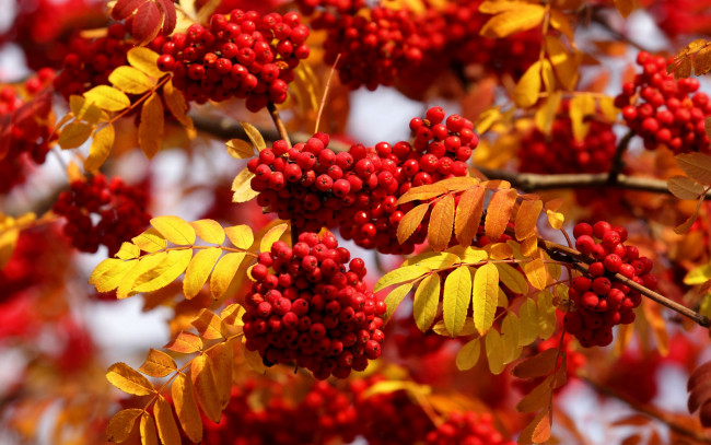 Обои картинки фото природа, Ягоды,  рябина, осень, ветки, листья, рябина