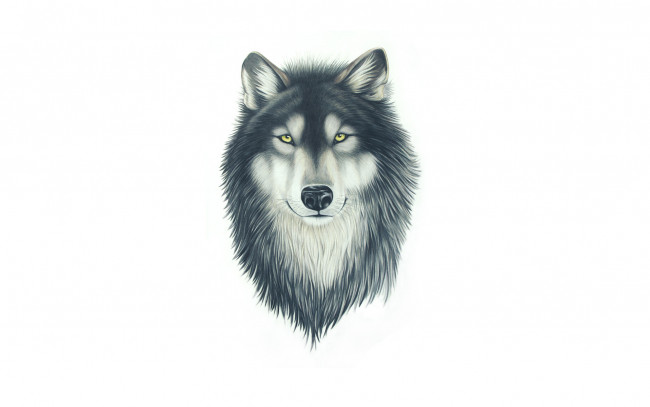 Обои картинки фото рисованное, минимализм, морда, живопись, wolf, волк, собака, голова