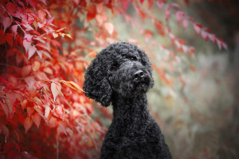 Картинка животные собаки пудель листья боке собака ветки