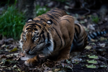 Картинка животные тигры зверь тигр кошка