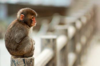 Картинка животные обезьяны макака обезьяна забор