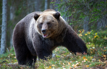 Картинка животные медведи природа хищник wallhaven bears бурый медведь animals хозяин тайги