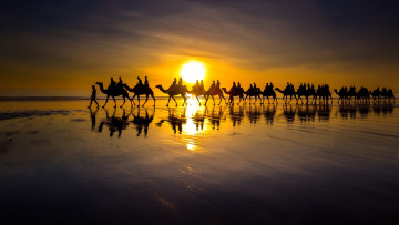 Картинка животные верблюды закат берег море караван