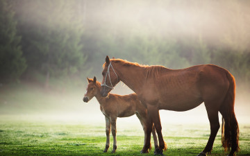 Картинка животные лошади поляна туман жеребенок лошадь