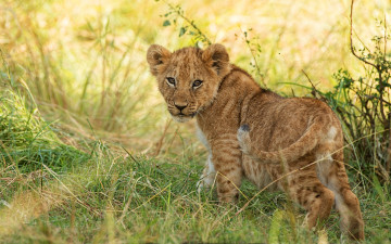 Картинка животные львы львенок дикая кошка малыш поза природа взгляд трава львёнок