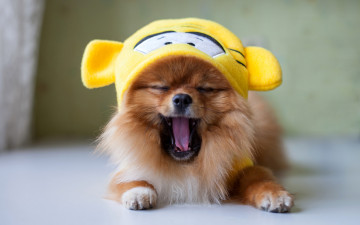 Картинка животные собаки зевота шапка шпиц