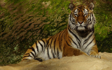обоя животные, тигры, морда, взгляд, зеленый, фон, поза, камень, лапы, лежит, дикая, кошка, тигр