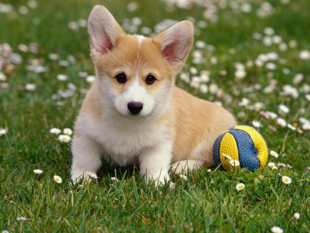 Обои картинки фото животные, собаки, цветы, мяч, трава, велш-корг, щенок