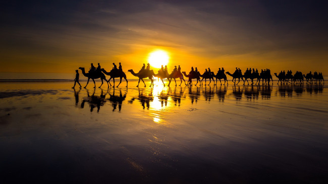 Обои картинки фото животные, верблюды, закат, берег, море, караван
