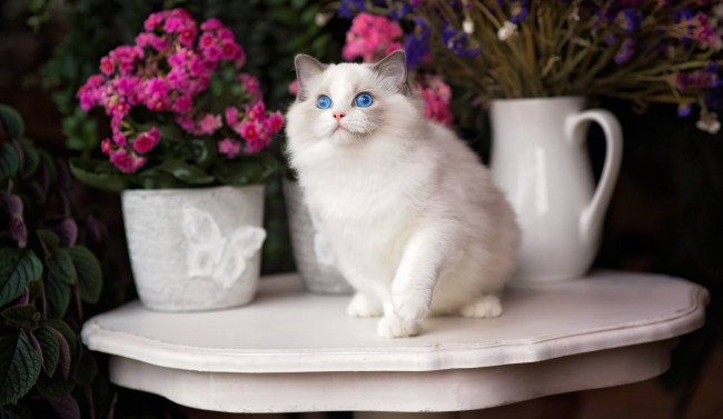 Обои картинки фото животные, коты, голубые, глаза, цветы, кошка