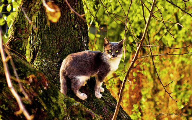 Обои картинки фото животные, коты, кот, осень, дерево