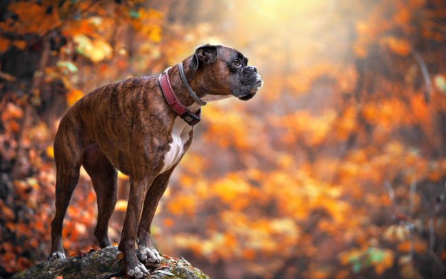 Обои картинки фото животные, собаки, домашние, лес, желтые, листья, осень, собака, боксер