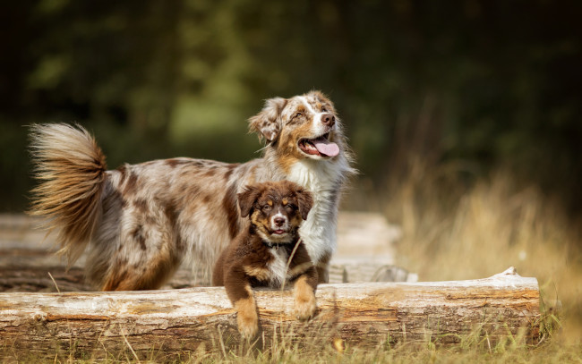 Обои картинки фото животные, собаки, собака, щенок, трава, бревна